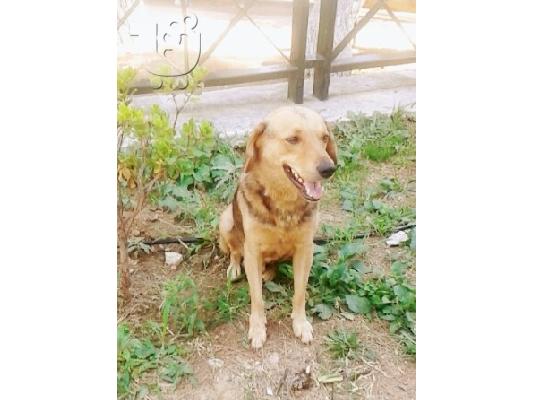 PoulaTo: Χαριζεται ο γλυκος μας Τσαρλι!